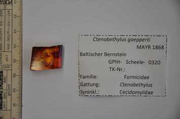 Vorschaubild Bernstein m. 3 Ameisen, Gallmücke